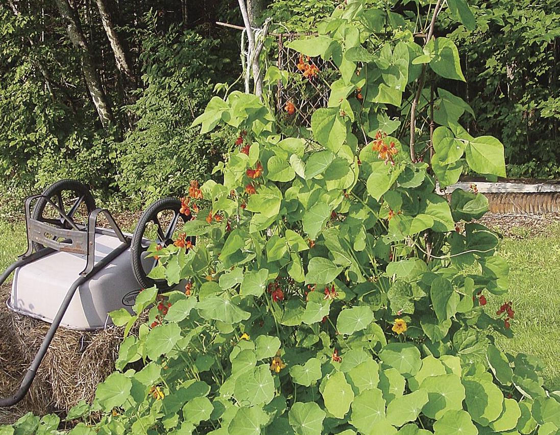 More Thoughts While Weeding: The dog days of August